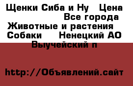 Щенки Сиба и Ну › Цена ­ 35000-85000 - Все города Животные и растения » Собаки   . Ненецкий АО,Выучейский п.